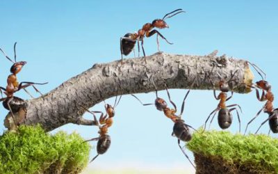 Maakt zelfsturing managers overbodig?